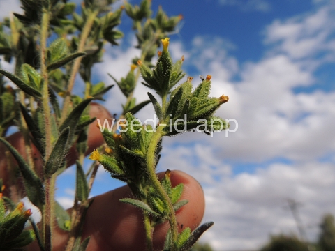 tarweed, cluster